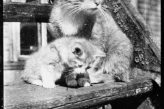 katt-gunnar-sundgren-uppland-1948